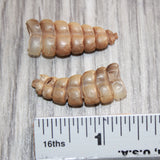 2 Small Rattlesnake Rattles  #169    Taxidermy Diamondback Sidewinder