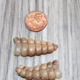 2 Small Rattlesnake Rattles  #169    Taxidermy Diamondback Sidewinder
