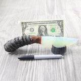 Springbok Horn Handle Opalite Blade Ornamental Knife #645n     Mountain Man Knife