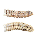 2 Very Very Large Stiff Rattlesnake Rattles  #055n    Taxidermy Diamondback Sidewinder