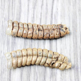 2 Very Very Large Stiff Rattlesnake Rattles  #055n    Taxidermy Diamondback Sidewinder