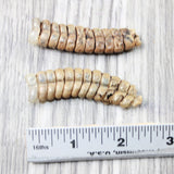 2 Very Very Large Stiff Rattlesnake Rattles  #055n    Taxidermy Diamondback Sidewinder