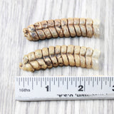 2 Very Very Large Stiff Rattlesnake Rattles  #055n    Taxidermy Diamondback Sidewinder