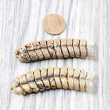 2 Very Very Large Stiff Rattlesnake Rattles  #055n    Taxidermy Diamondback Sidewinder