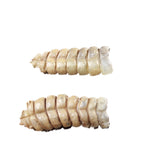 2 Large Rattlesnake Rattles  #575n    Taxidermy Diamondback Sidewinder