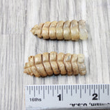 2 Large Rattlesnake Rattles  #575n    Taxidermy Diamondback Sidewinder