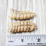 2 Large Rattlesnake Rattles  #575n    Taxidermy Diamondback Sidewinder