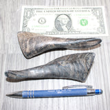 2 Small Polished Goat Horns #069      Natural Colored