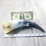 1 Raw Unfinished Cow Horn #175n   Natural Colored