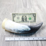 1 Raw Unfinished Cow Horn #175n   Natural Colored