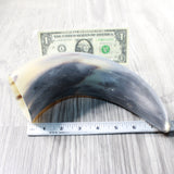 1 Raw Unfinished Cow Horn #395n   Natural Colored