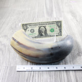 1 Raw Unfinished Cow Horn #395n   Natural Colored