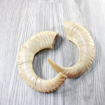 2 Sheep Horns  #994-2 Natural Colored Polished Ram Horns
