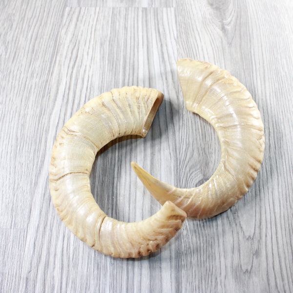 2 Sheep Horns  #994-2 Natural Colored Polished Ram Horns
