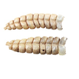 2 Large Rattlesnake Rattles  #065n    Taxidermy Diamondback Sidewinder