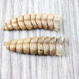 2 Large Rattlesnake Rattles  #065n    Taxidermy Diamondback Sidewinder