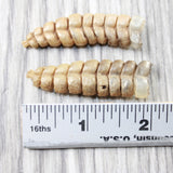 2 Large Rattlesnake Rattles  #065n    Taxidermy Diamondback Sidewinder