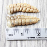 2 Large Rattlesnake Rattles  #065n    Taxidermy Diamondback Sidewinder
