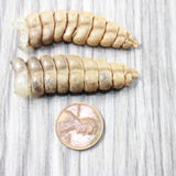2 Large Rattlesnake Rattles  #065n    Taxidermy Diamondback Sidewinder
