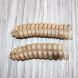 2 Extra Large Rattlesnake Rattles  #760    Taxidermy Diamondback Sidewinder