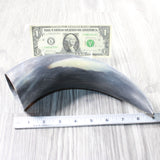 1 Raw Unfinished Cow Horn #165n   Natural Colored