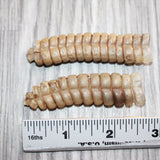 2 Extra Large Rattlesnake Rattles  #760    Taxidermy Diamondback Sidewinder