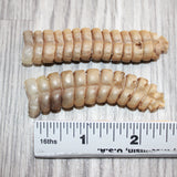 2 Extra Large Rattlesnake Rattles  #760    Taxidermy Diamondback Sidewinder