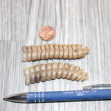 2 Extra Large Rattlesnake Rattles  #760    Taxidermy Diamondback Sidewinder