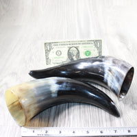 2 Polished Cow Horns #5151 Natural colored