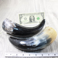 2 Polished Cow Horns #5151 Natural colored