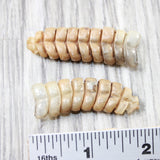 2 Very Large Rattlesnake Rattles  #865n    Taxidermy Diamondback Sidewinder