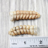 2 Very Large Rattlesnake Rattles  #865n    Taxidermy Diamondback Sidewinder