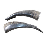 2 Small Polished Goat Horns #085n      Natural Colored