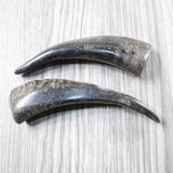 2 Small Polished Goat Horns #085n      Natural Colored