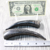 2 Small Polished Goat Horns #085n      Natural Colored