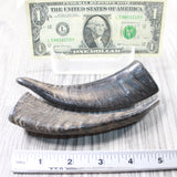 2 Small Polished Goat Horns #085n      Natural Colored