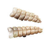 2 Large Rattlesnake Rattles  #085n    Taxidermy Diamondback Sidewinder