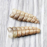 2 Large Rattlesnake Rattles  #085n    Taxidermy Diamondback Sidewinder
