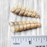 2 Large Rattlesnake Rattles  #085n    Taxidermy Diamondback Sidewinder