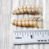 2 Large Rattlesnake Rattles  #085n    Taxidermy Diamondback Sidewinder