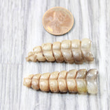 2 Large Rattlesnake Rattles  #085n    Taxidermy Diamondback Sidewinder