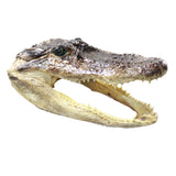 1 Alligator    7 Inch Head  #185n    taxidermy gator reptile crocodile