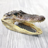 1 Alligator    7 Inch Head  #185n    taxidermy gator reptile crocodile
