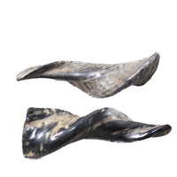 2 Small Polished Goat Horns #7751 Natural Colored