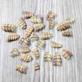 25 Very Small Rattlesnake Rattles  #795n    Taxidermy Diamondback Sidewinder
