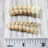 2 Large  Rattlesnake Rattles  #095n    Taxidermy Diamondback Sidewinder