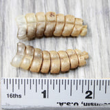 2 Large  Rattlesnake Rattles  #095n    Taxidermy Diamondback Sidewinder