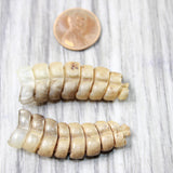 2 Large  Rattlesnake Rattles  #095n    Taxidermy Diamondback Sidewinder