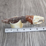 Muskrat Skull Handle Stone Blade Ornamental Knife #08660