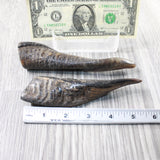 2 Small Polished Goat Horns #415d      Natural Colored